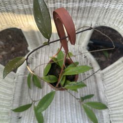Hoya Pubicalyx Splash 6” Hanging Pot / Rare Tropical Houseplant