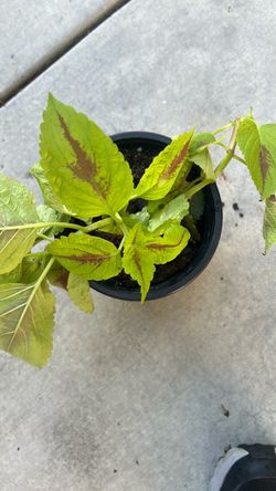 Coleus plant
