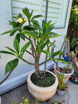 Plumeria tree
