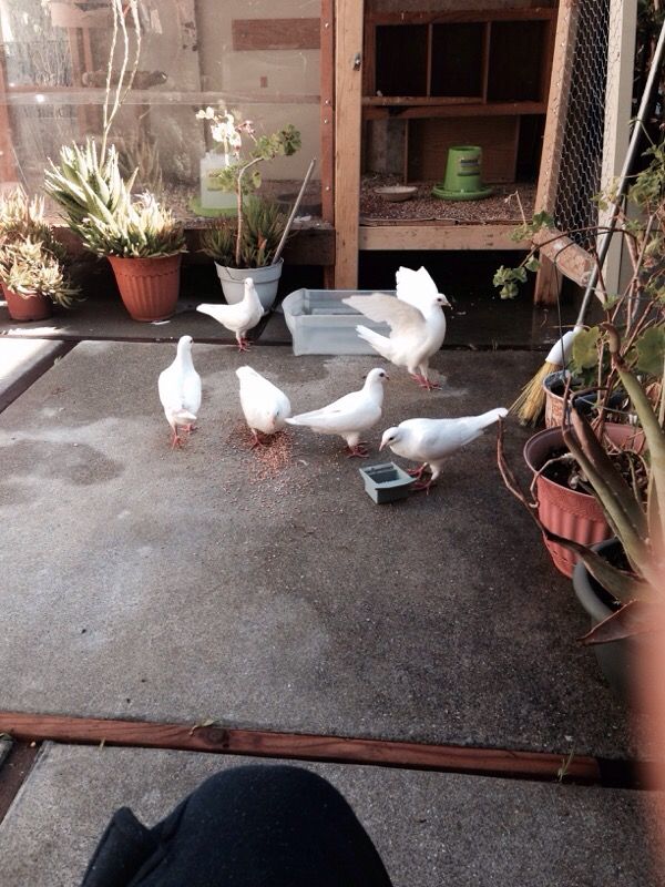 Se venden palomas blancas