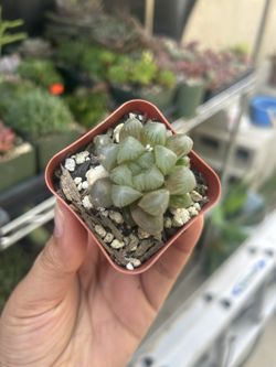 Haworthia Colorful Hues 