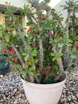 Plants/Crown of Thorns