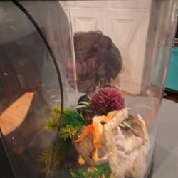 Oval Aquarium With Acessories