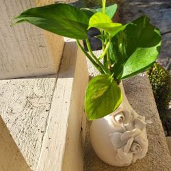 Pothos plant | Golden Pothos plant | Care Difficulty - Easy
