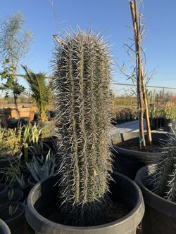 Saguaros