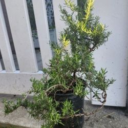 Rosemary