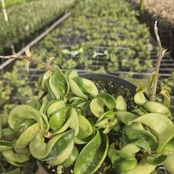 Hindu Rope Plant 6" (Hoya Compacta) 🧶 – Unique Twisted Vines! (Bulk & Individual)