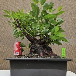 Old Japanese Cherry Blossom Bonsai Tree