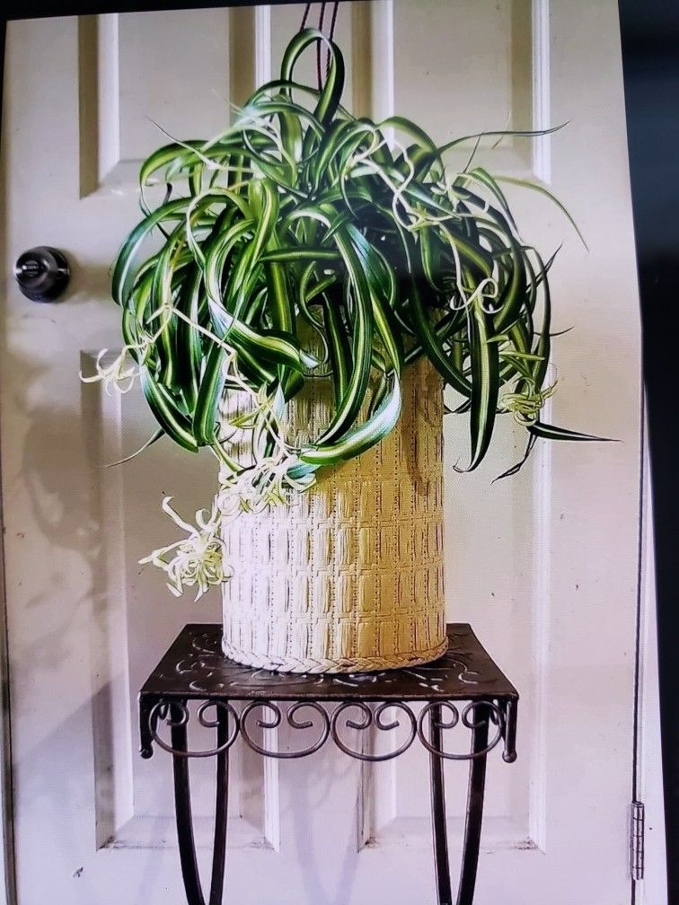 $39 Each Beautiful Plant