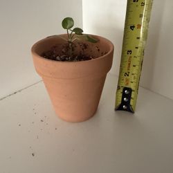 Houseplant Chinese Money Plant