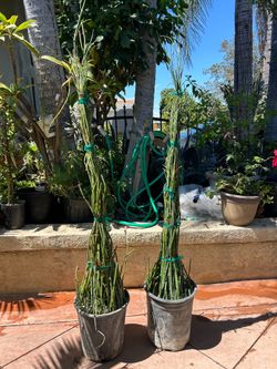 Horsetail plant