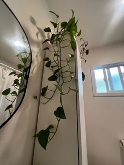 Pathos plant