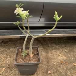 Desert Rose plans 2 in 1