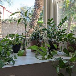 Indoor Potted Plants