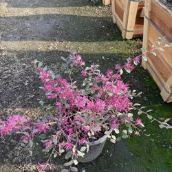 Loropetalum Shrub