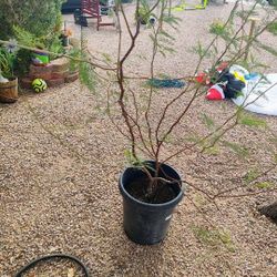 15 Gallon Mesquite Tree 