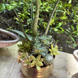 Gold Pot With Real Succulents 