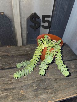 Suculenta