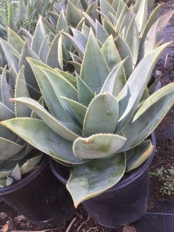 Drop tolerant plants, aloe vera, agave, cacti