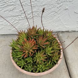 Beautiful Succulent Plant In One Gallon Pot 