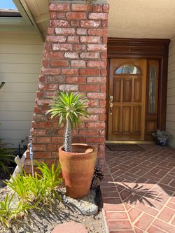 Large Madagascar Palm / Pachypodium Lamerei + Tall Planter