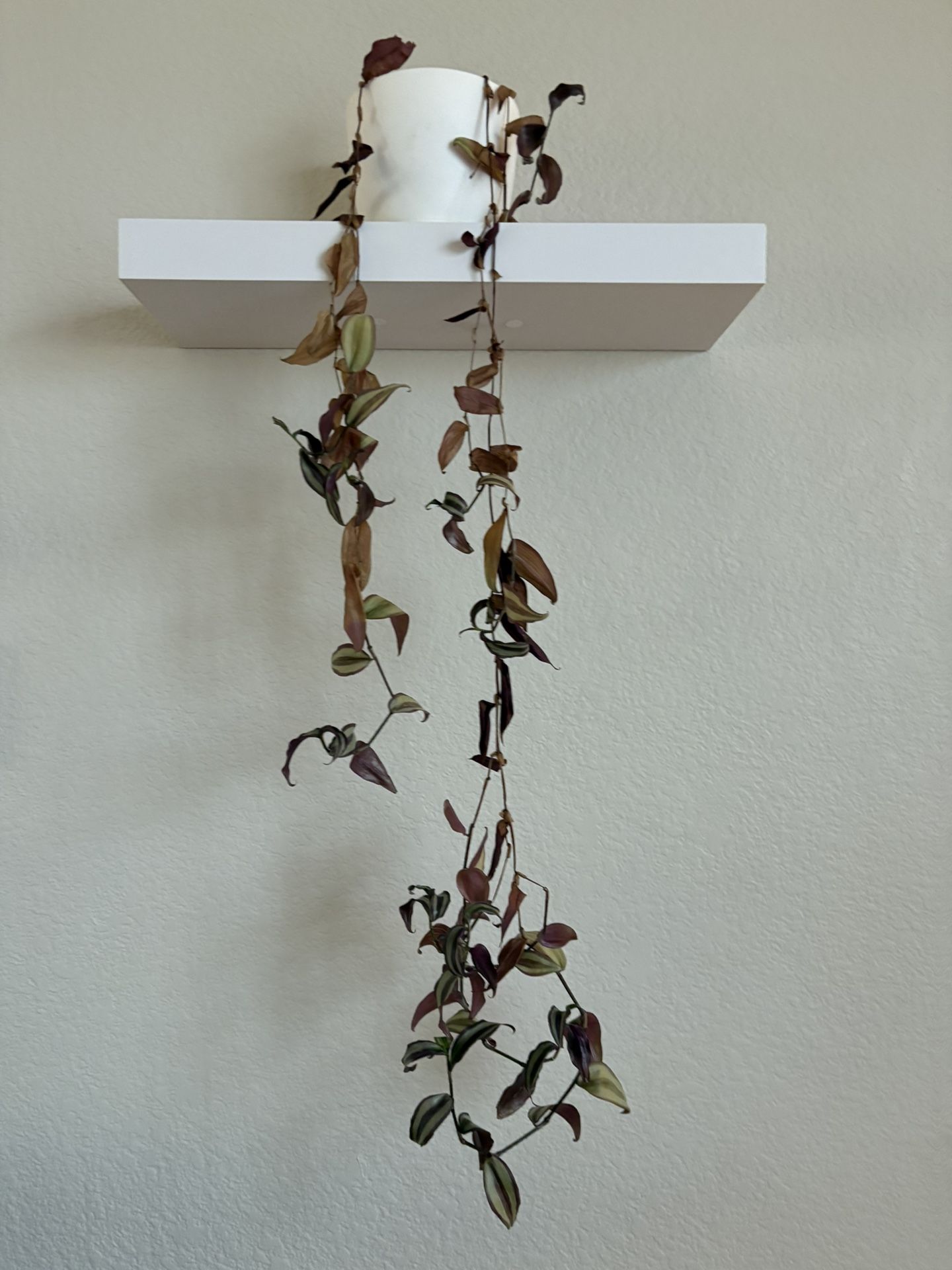 Plants - Wandering Dude