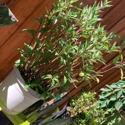Big Outside Plant Gives Purple Flowers 🌺 