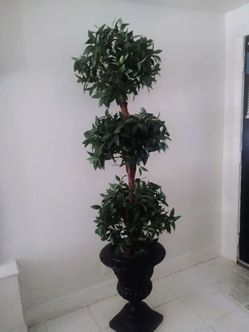 2 very Large topiary trees in pot