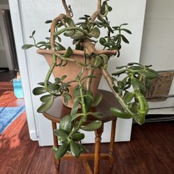 Jade Succulent Plant 