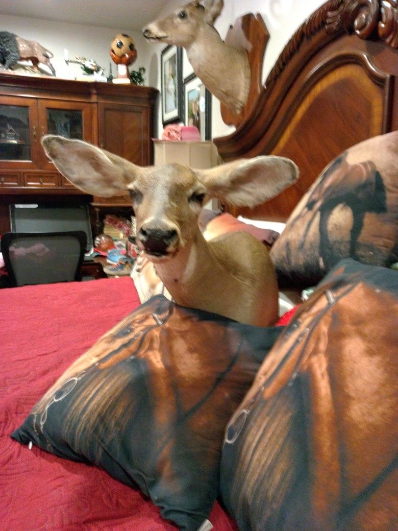 200 Taxidermy