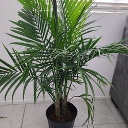 Palm House Plant