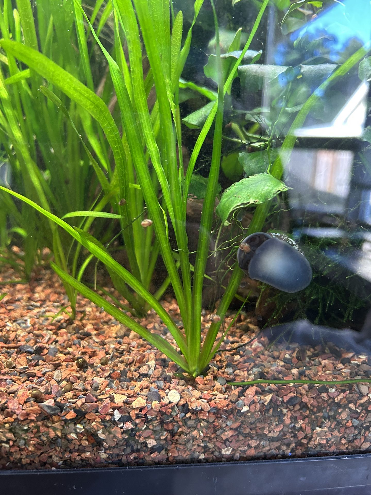 Healthy Vallisneria X4 Aquarium Plants