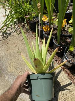 Aloe Vera , Savila 