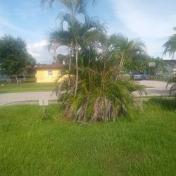 Palm Trees