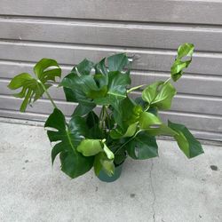 8” monstera deliciosa 3ft tall 