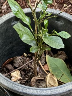 Grapefruit Tree