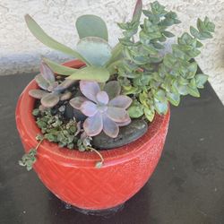 Succulents 