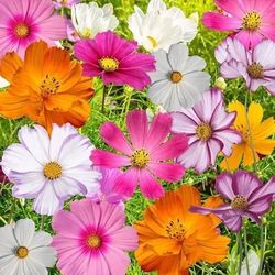 Vibrant Cosmos Seeds. Multicolor 50 NonGMO Heirloom Seeds.