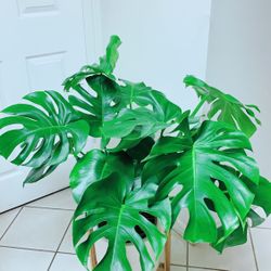 Monstera Natural Splitting Leaf Cheese Plants/Monstera Deliciosa Plants - 2.5 gallon nursery container - Ceramic Pot Not Including - Indoor Plant 
