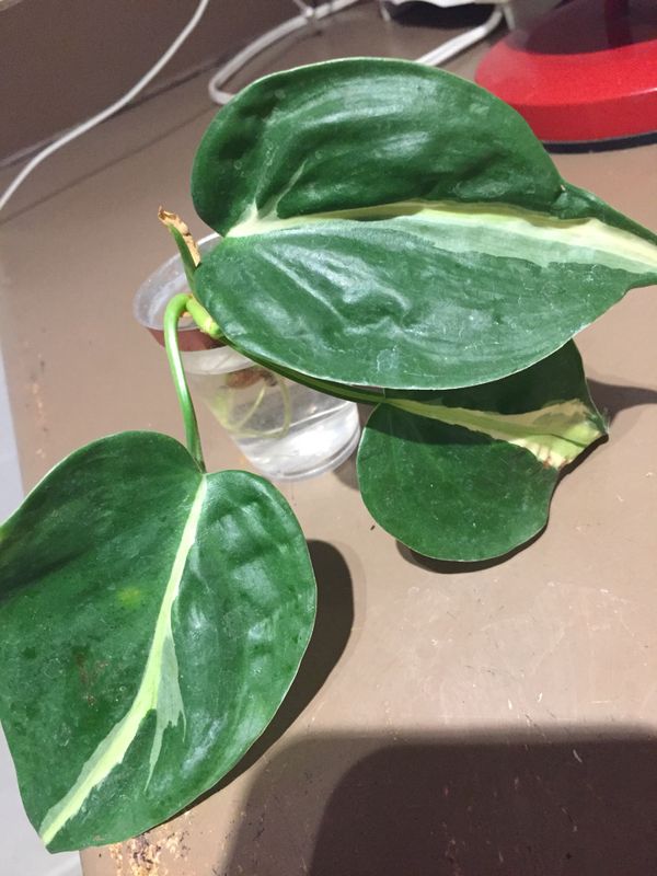 Buy 1 get 1 free ivy pothos plant for Sale in Apple Valley