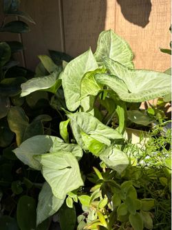 Variedad de plantas