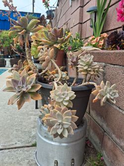 2 in 1 beautiful Succulent plants in a pretty pot