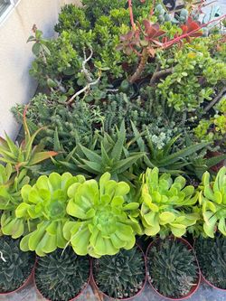 Large succulents plants