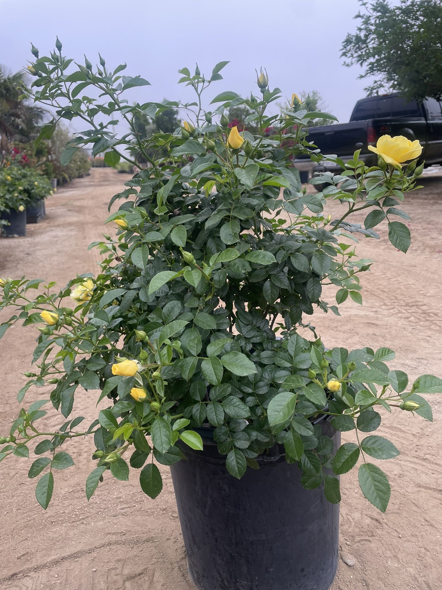 15 Gallon Rose Bush “Yellow