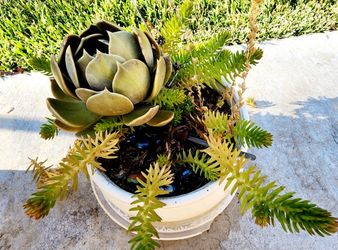 Succulent Arrangement Beautiful 