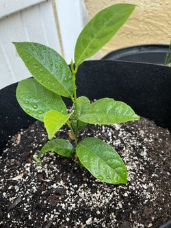 Jackfruit Tree