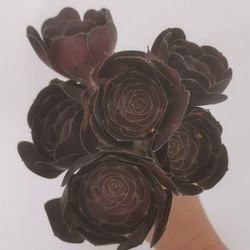 6 Beautiful black rose aeonium succulent Cuttings limited offer Hurry buy