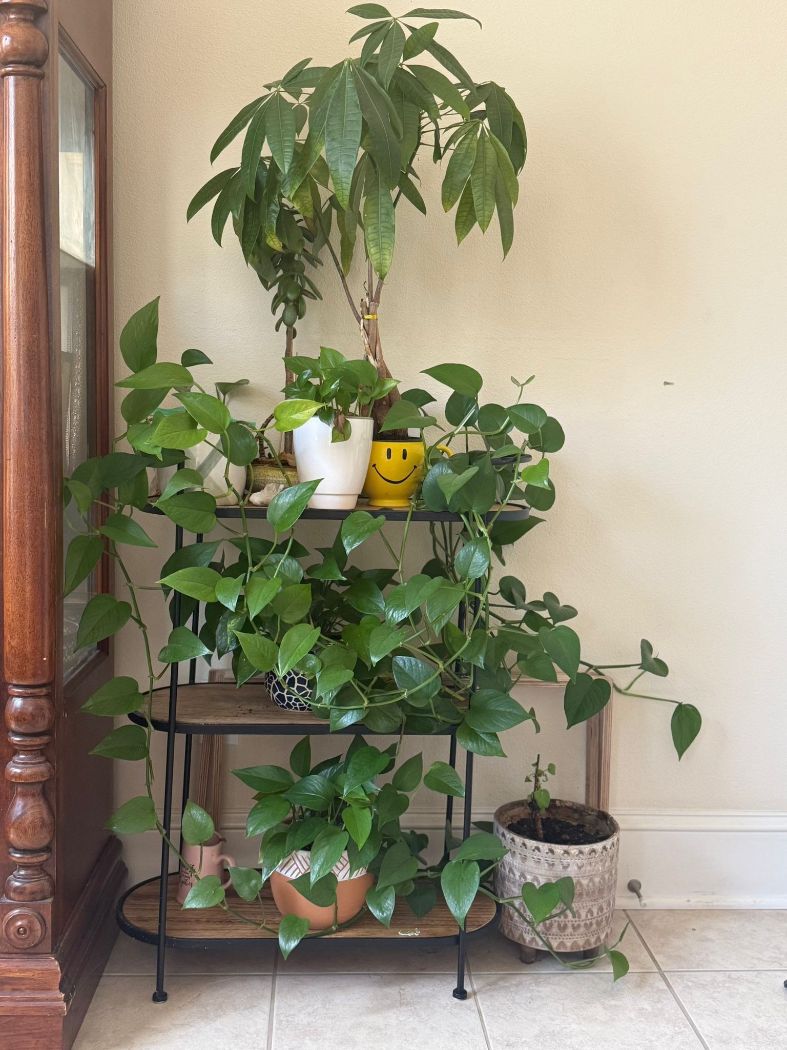 Pothos Plant With Pot