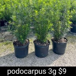 podocarpus $9. 3 galon. $5 for install 