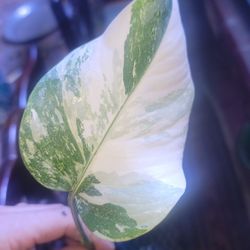 Monstera Albo Well-Rooted 